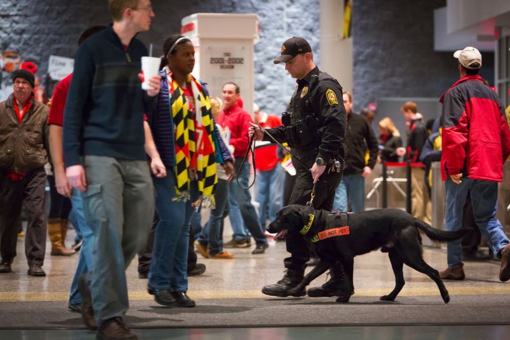 Detection Canine Team working the crowd at a basketball arena