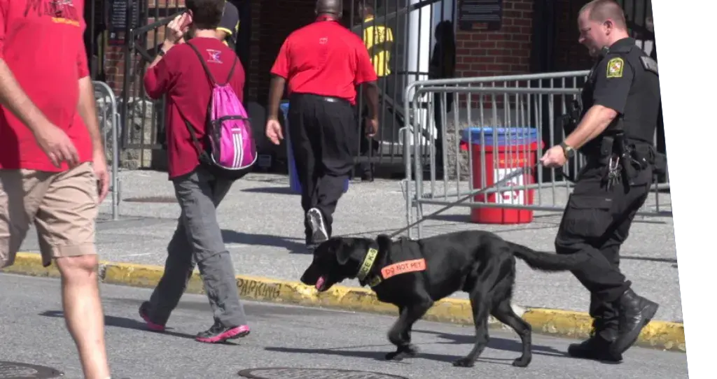 An explosives detection canine down working in public.
